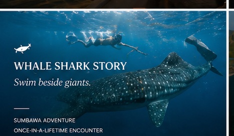 Whale Shark Story